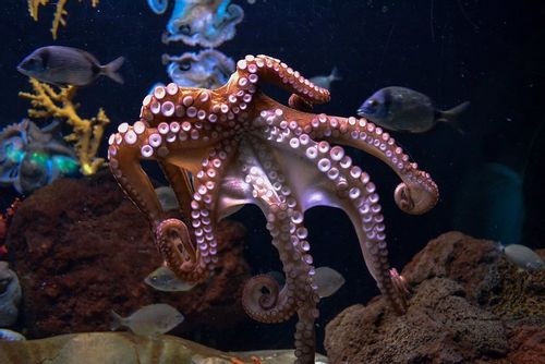 Brown octopus in a fish tank showing its tentacles.