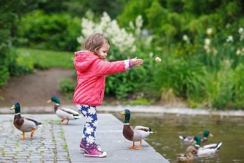 Little girl standing by the pond feeding the ducks on a family day out in Newmillerdam.