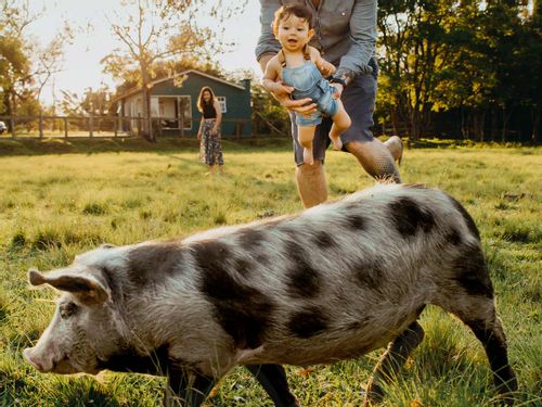 Parent carrying their child who is looking at a spotted pig outside.