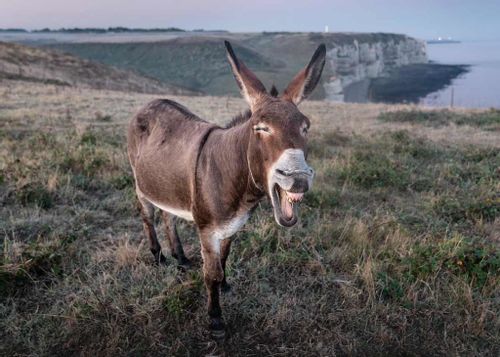 A donkey is standing in a field with its mouth open, it looks as if the donkey is laughing.