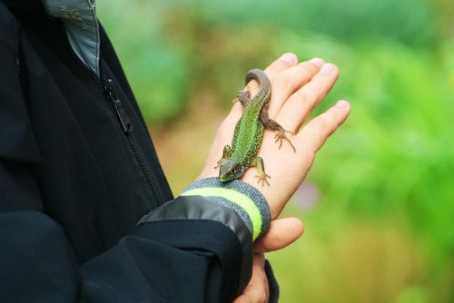 Lizard crawling on a person's hand as they stand in the rainforest.