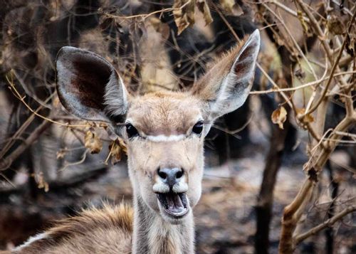 Close up of a deer wriggling its mouth and making a funny face.