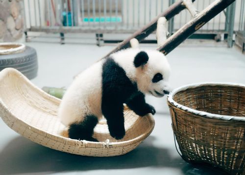 A day in the life of a panda consists solely of eating and sleeping.