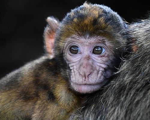 It is common to name your monkey after famous movie characters.