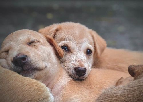 Two cute brown puppies sleeping