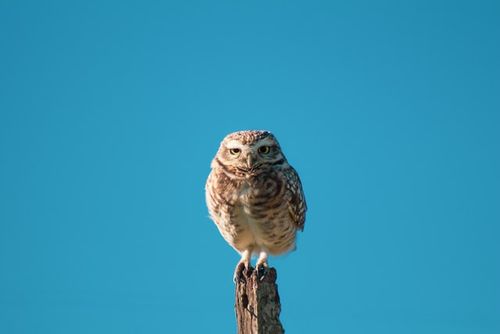 Owls are wonderful animals and need amazing owl names.