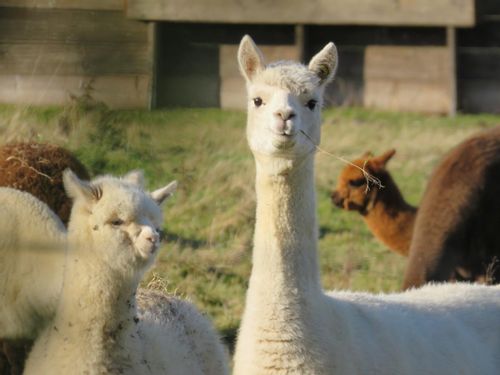 Alpaca puns make you think creatively and also make you giggle.