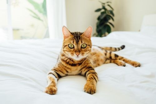 Bengal cat is known to be the miniature version of tigers.