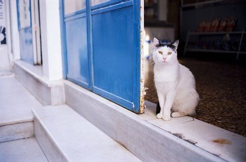 Greek cat names could be a great choice for your kitten.