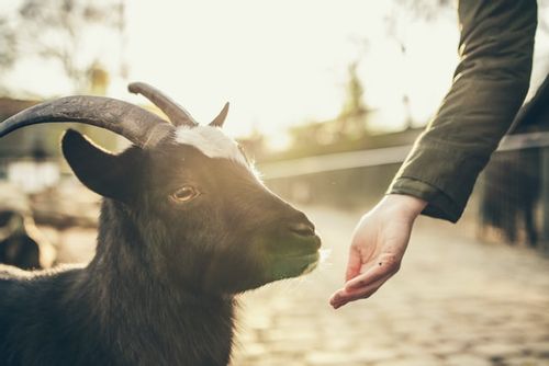 Goats are sensitive creatures and should be named something meaningful.
