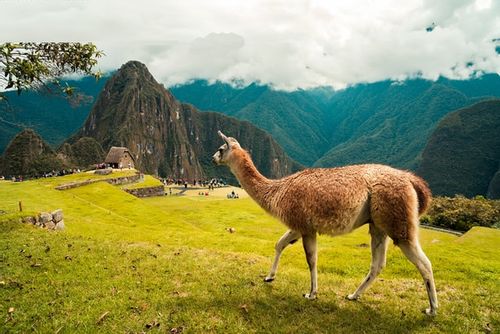 Llamas are generally found in South America.