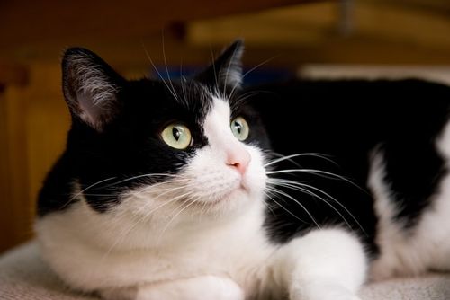 Your black and white companion deserves a name as fantastic as they are.