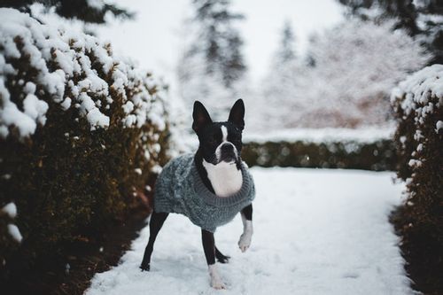 Boston terriers are really cute and deserve wonderful names.