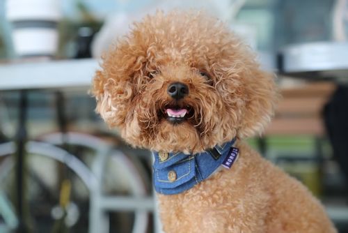 Poodles are an intelligent, energetic, and fun breed of dogs.