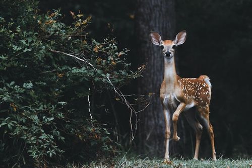 Deer are beautiful and elegant creatures.