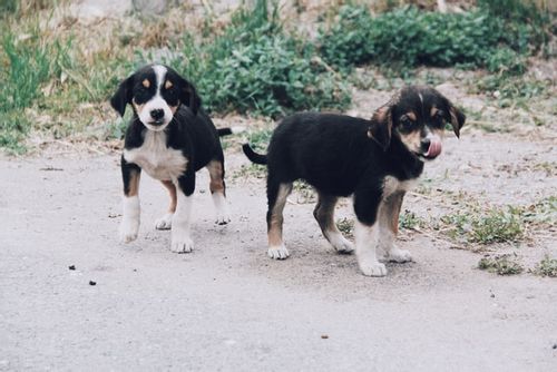 Bernese mountain dog breed deserves unique and attractive names.