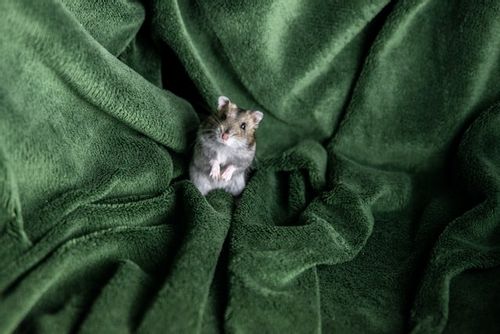 Cute hamster names are known to enhance your small pets' identity the most.