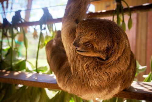Sloth hanging from branch. 