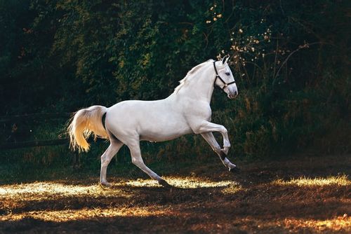 A white horse running on a field