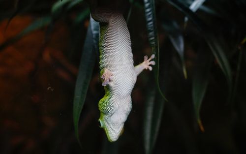 Choose the best name for your gecko.