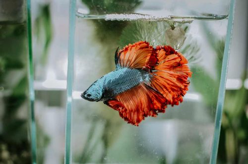 Get a cool fish name for your betta fish.