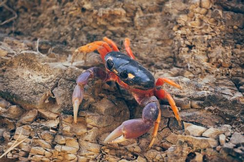 The Maryland blue crab is a combination of bright blue and vibrant reds. 
