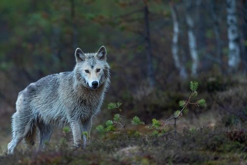 If you are interested in last names that mean wolf, which can make perfect character names inspired by the wild majestic mammals themselves, then keep on reading