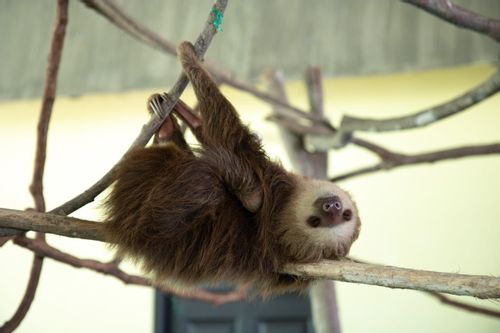 Sloths are quite human-like when they use their hands.