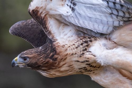 47 Best Hawk Names For Your Bird Of Prey