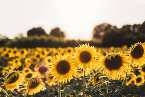 Kansas is the Sunflower State.