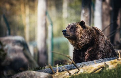 Grizzly bears are a kind of brown bear.