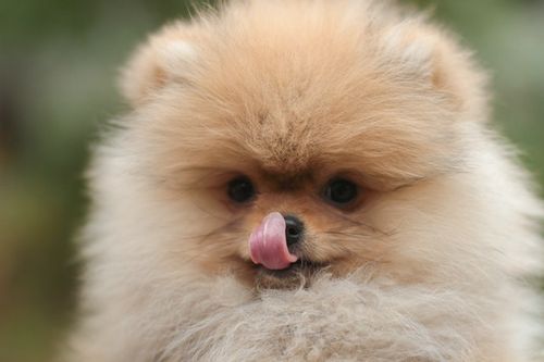 40+ Pomeranians About The All Time Cutest Breed Of