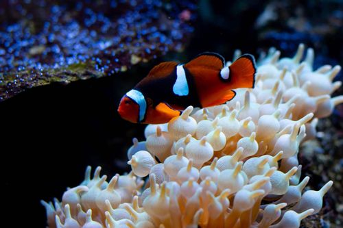 Clownfish are colorful, goofy fish that live by the corals, just like in the movie Finding Nemo