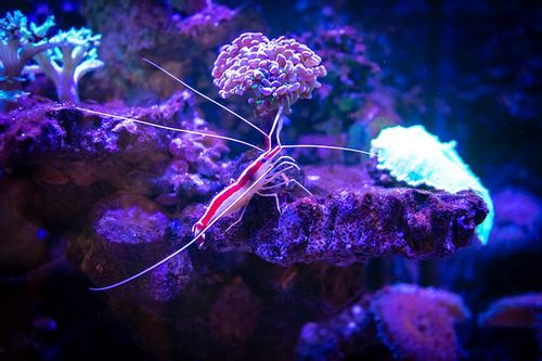 Most shrimps glow in the dark because of the bacteria they eat.