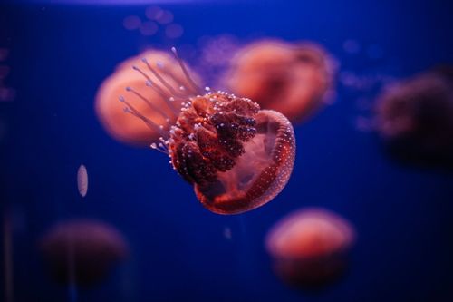 Jellyfish are one of the most fascinating creatures in our oceans.