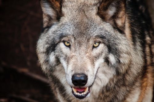 Choose the best wolf name from our list.