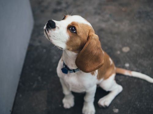There are hundreds of beagle names for your new puppy.