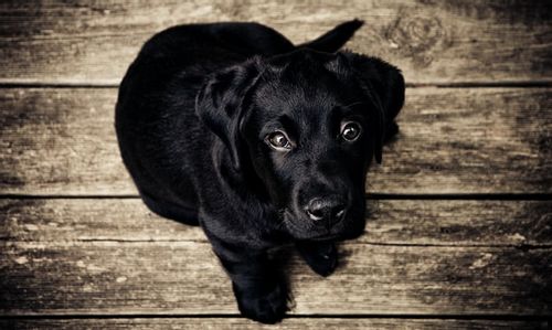 A wonderful name that suits your cute little black lab puppy will make the pup stand out in an instance.