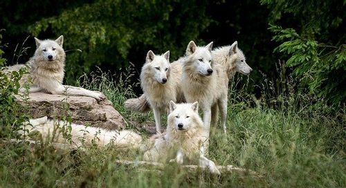 100-wolf-pack-names-to-inspire-you-kidadl