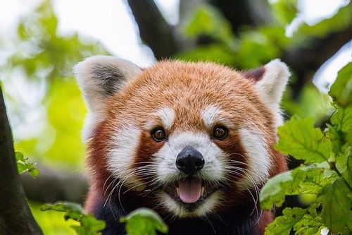 Red pandas are beautiful creatures that need to be preserved.