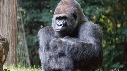 Gorillas are iconic animals and are used to symbolize a lot of things.