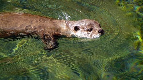 Otter names can be cute and adorable.