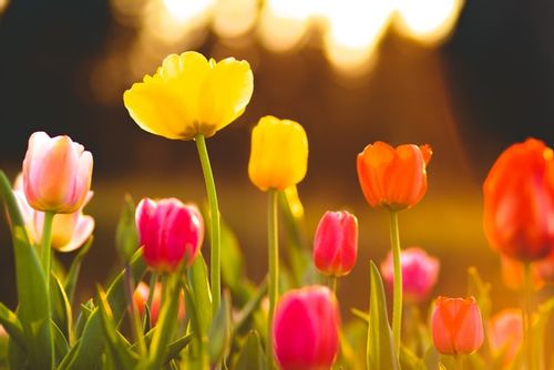 These quotes about tulips are sure to soothe your soul.