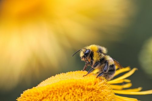 Amazing quotes about all kinds of bees.