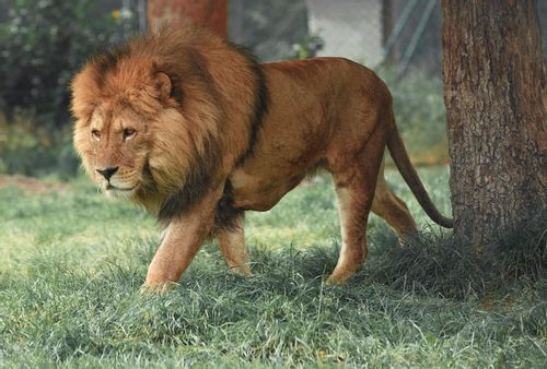 The lion is one of the most ferocious hunters