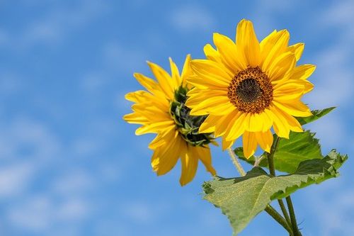 A sunflower is a symbol of joy and brightness.