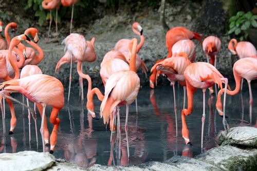 Flamingos are majestic creatures.