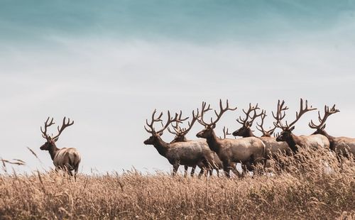 95 Beautiful Deer Quotes That You Will Fawn Over | Kidadl
