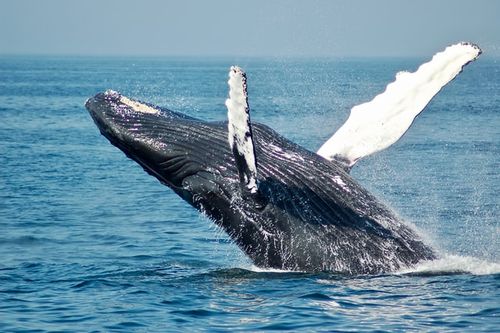 Whaling quotes are environmentally awakening.