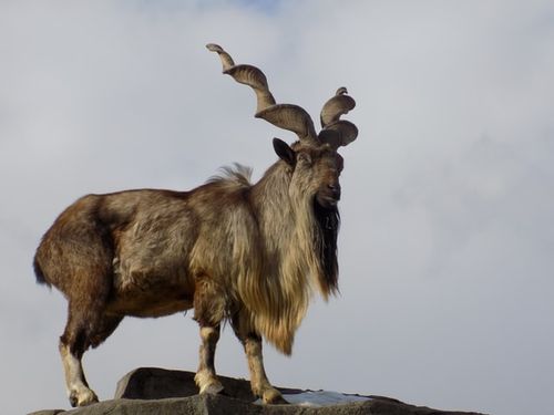 Markhor Facts You&#39;ll Never Forget